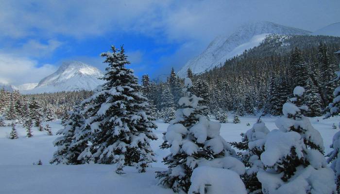 An image of a snowy mountain and Spruce tree scene at Chester Lake Kananaskis as a place to seek solace, peace, and beauty so that we can have more resilience during difficult times.