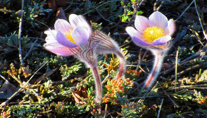 A photo of blossoming Crocus flowers in the Bow Valley of Alberta, like the great awakening that is upon us. We blossom into who we really are and what we came here to do.