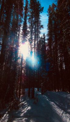 A photo of angelic sunlight through forest trees on a cross-country ski in the mountains of Kananaskis. The forest teaches us to find simple joys even when the heart grieves.