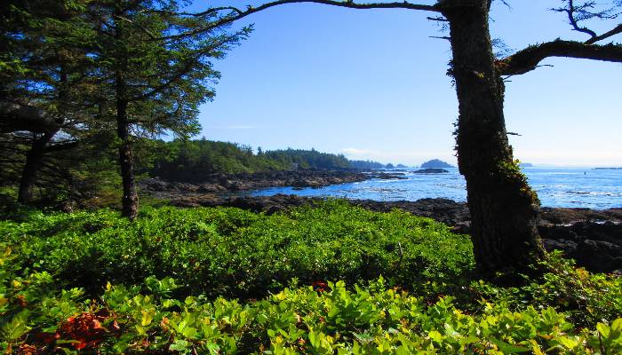 A photo of a giant tree in some greenery aside the ocean at Ucluelet, BC, Canada. The trees offering grounding for the root chakra.