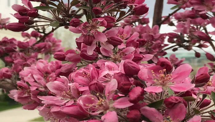 A photo of some bright, pink cherry blossoms in bloom on a walk in Calgary, Alberta, Canada, practicing living in the now, taking note of the beauty.