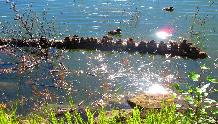 A photo of a duck family basking in the sun on a reservoir in Calgary, Alberta, Canada, with a couple ducks swimming on their own. Heal your inner child by being playful like these ducks.