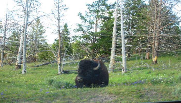 A photo of a bison laying in the grass looking cute in Yellowstone National Park, USA. Some of us have too little fear of nature, while others too much. Learn to tame your anxiety about the outdoors here.