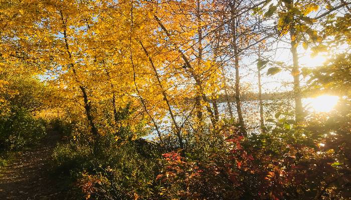 A photo of fall leaves in Calgary, Alberta, Canada. Letting go of the past when Autumn leaves fall will help us stay positive in health and wellbeing.