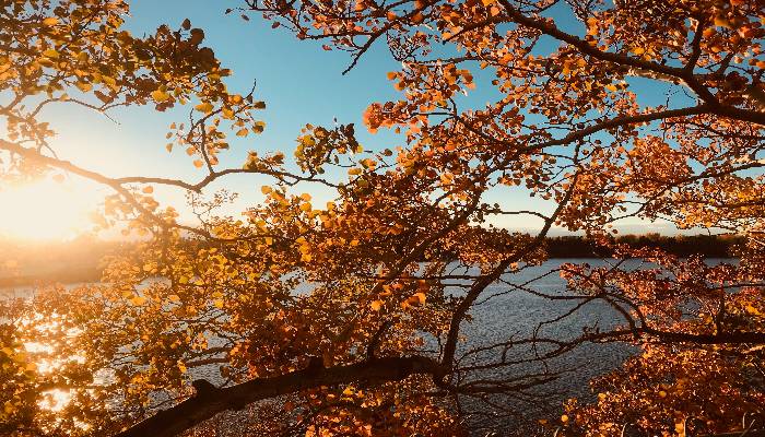 A photo of Autumn leaves, golden and glistening in the sun by the water in Calgary, Alberta, Canada. We can find our childhood innocence by jumping in the leaves or the water.