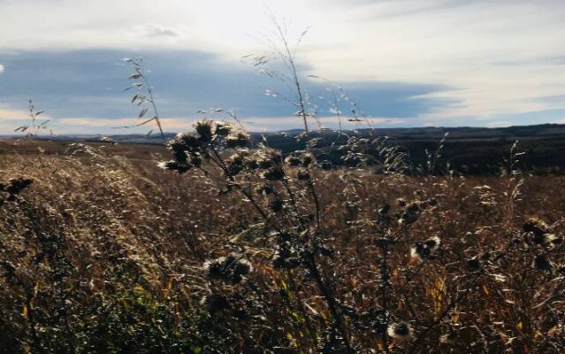 A photo of wheat grass blowing the wind, brown and grey coloured sky and grass. These darker times allow us to go inside the mind for peace and calm.