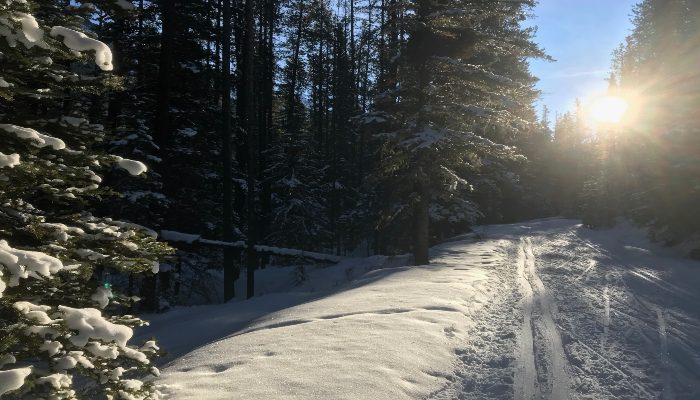 A photo of a ski trail along the Spray River West in Banff, Alberta, Canada, with sunlight filtering through the trees. A place for joyful living and experiencing the pleasurable moments in nature.