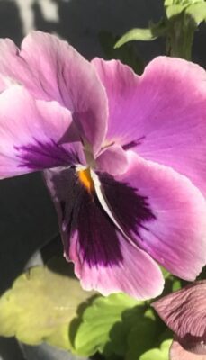 A photo of a pink/purple Pansy flower in full bloom, a simple thing in life that makes feeling grateful so much easier when you notice it.