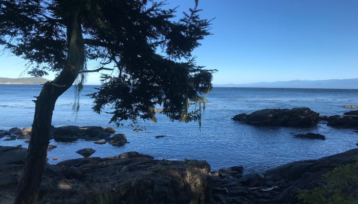 A photo of a tree by the ocean and some rocks at East Sooke Coastal Trail, Vancouver Island, where practicing humility to dissolve the ego can happen.