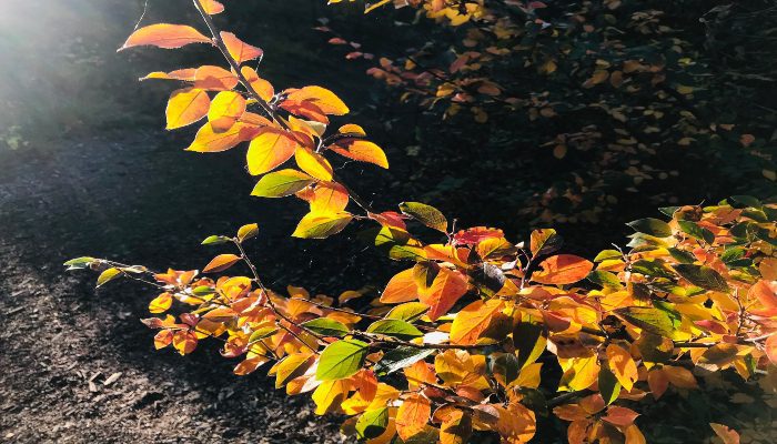 A photo of orange and yellow Autumn leaves representing the change of seasons and how we can transform ourselves.