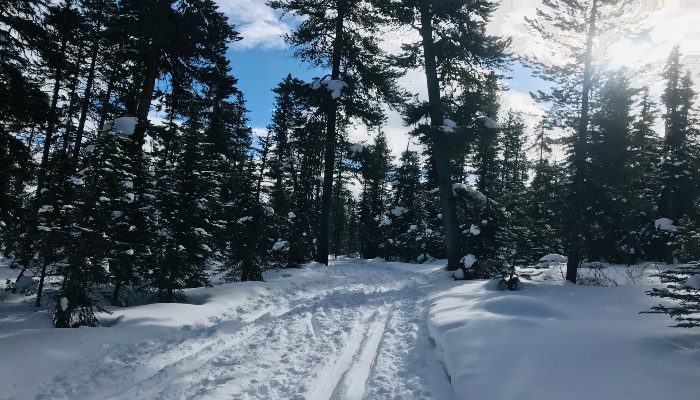 A photo of some dark Evergreen trees along a snowy ski path at Fairview Loop, Lake Louise, a great place for finding balance.