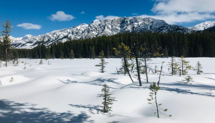 A photo of a wide open pristine snowy landscape with a Evergreens and Pocaterra Mountain in the background, a place to ask yourself, "Why am I so irritable?" and the answers will come.